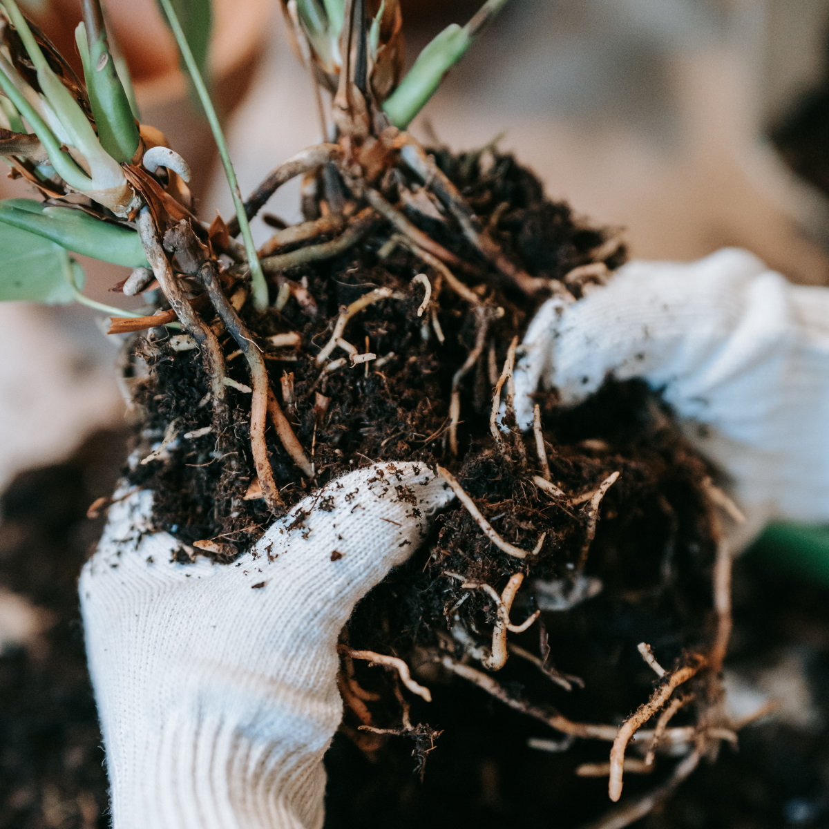 Photo by Sasha Kim: https://www.pexels.com/photo/person-wearing-gloves-holding-a-soil-with-plant-roots-9414299/